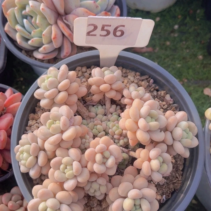 健健康康平平安安