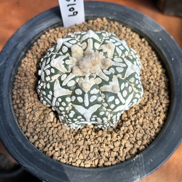 园艺仙人球/兜/实生海星体v兜/s109