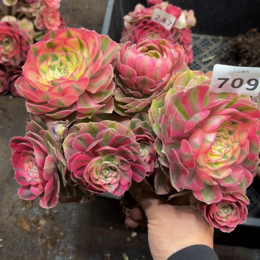 709多肉植物倾城