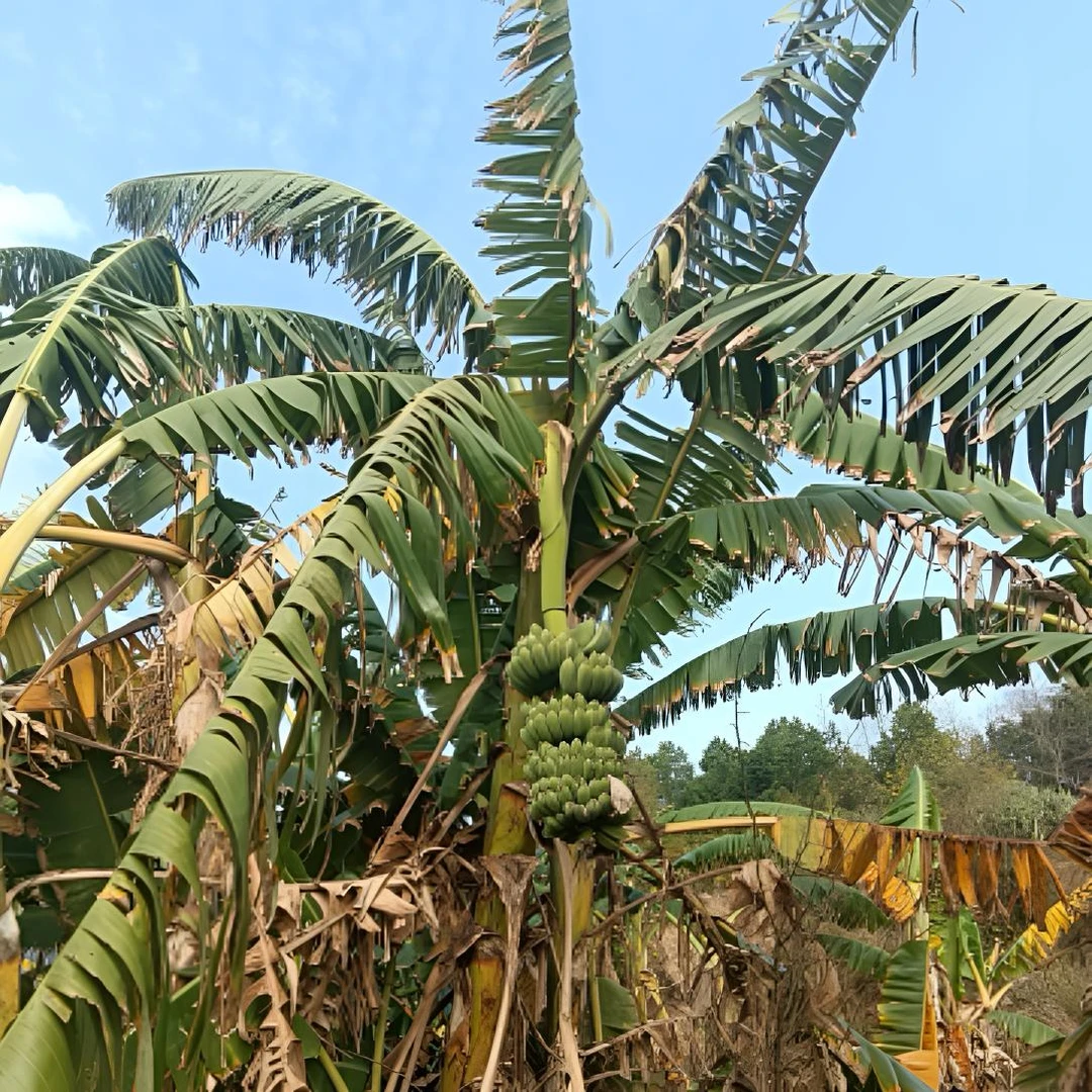 云南高山老品种芭蕉