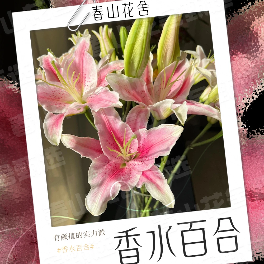 【香水百合】赠营养液丨多头百合拍两单发:顺丰或冷链(送货上门)