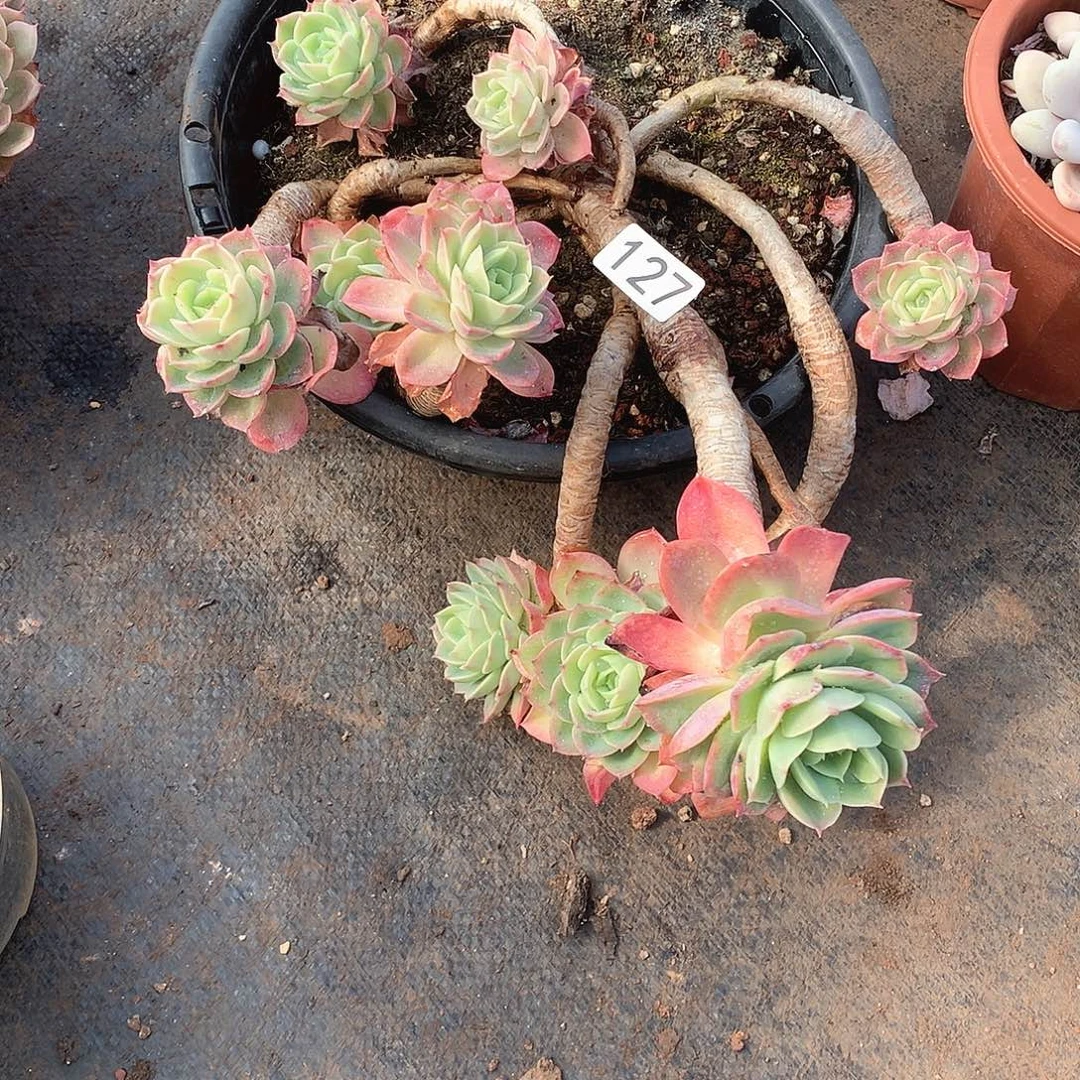 127哈密瓜 一物一拍多肉