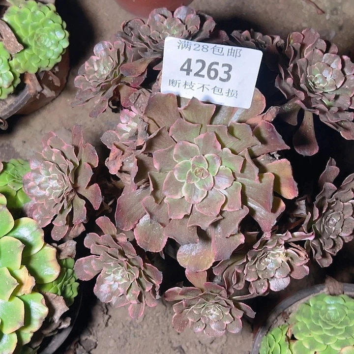 ****笙4263水墨画多肉植物