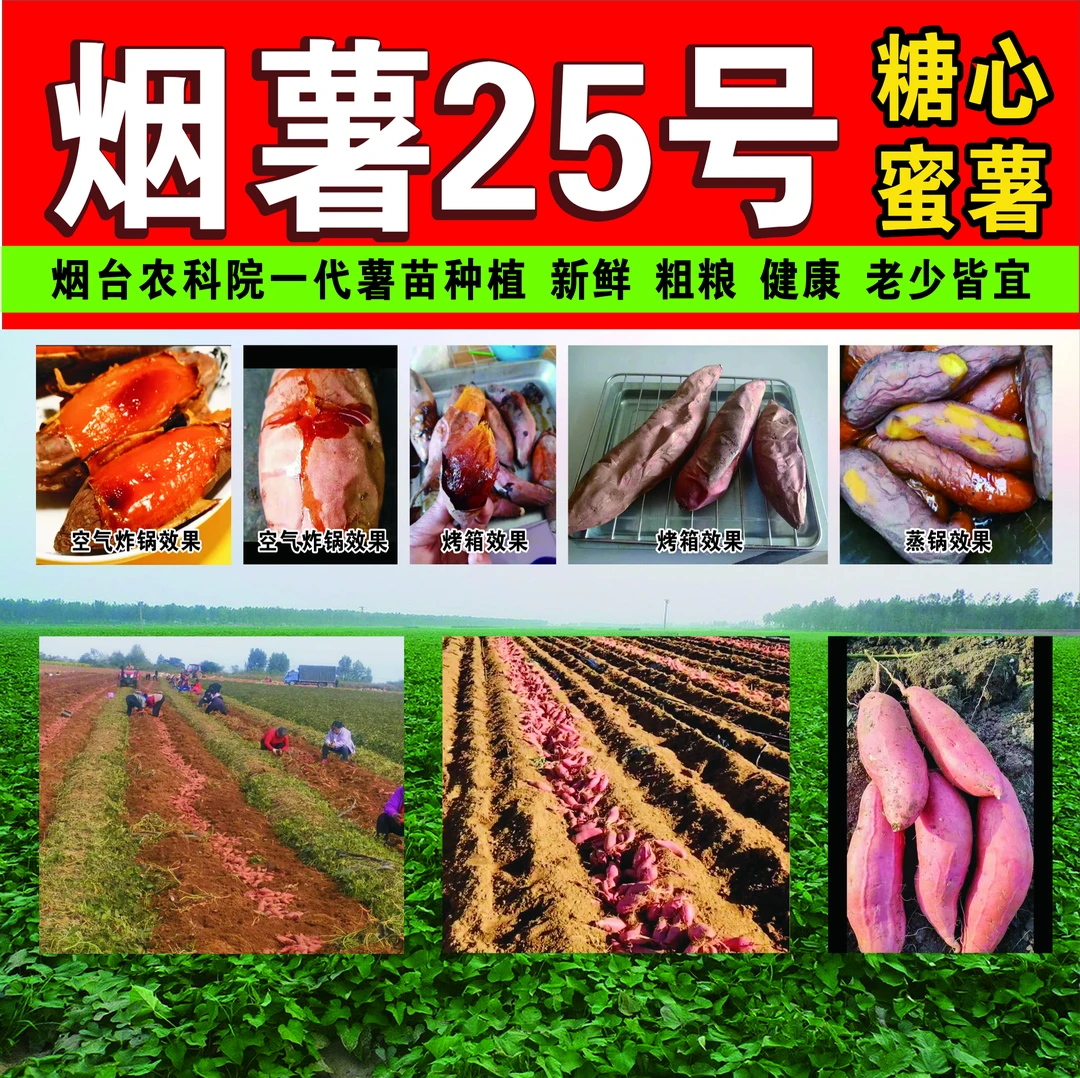 正宗真烟薯25号蜜薯软糯香甜新鲜沙地现发糖心红薯番薯农家烤地瓜