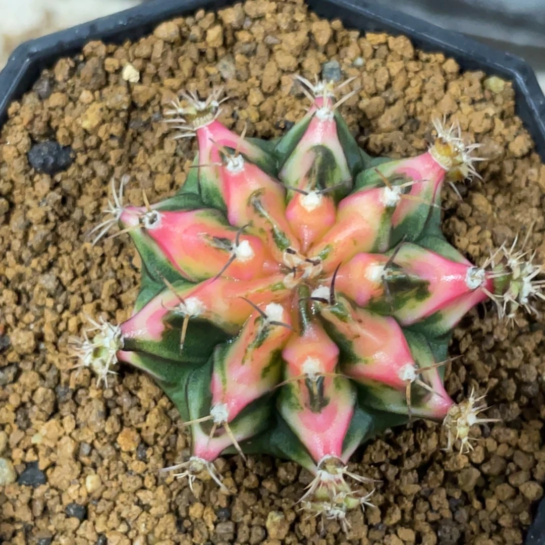 当前无花朵，栽培后可花朵好彩