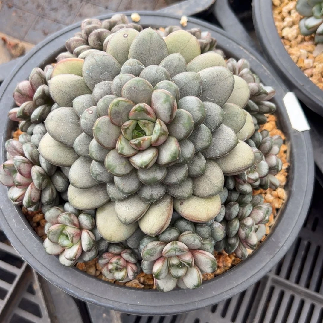 新年快乐 新年快乐 新年快乐