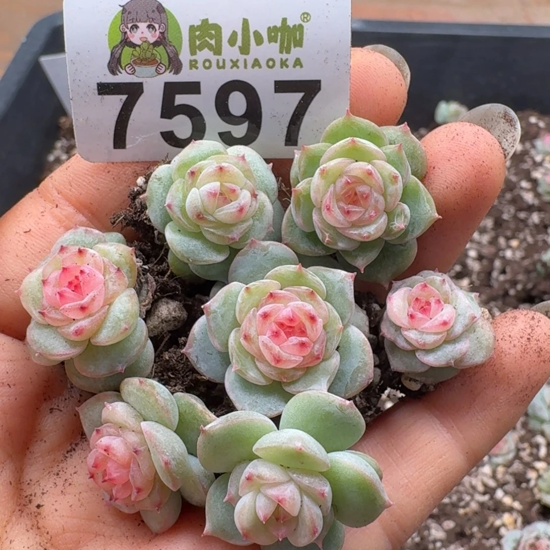 多肉植物多肉植物