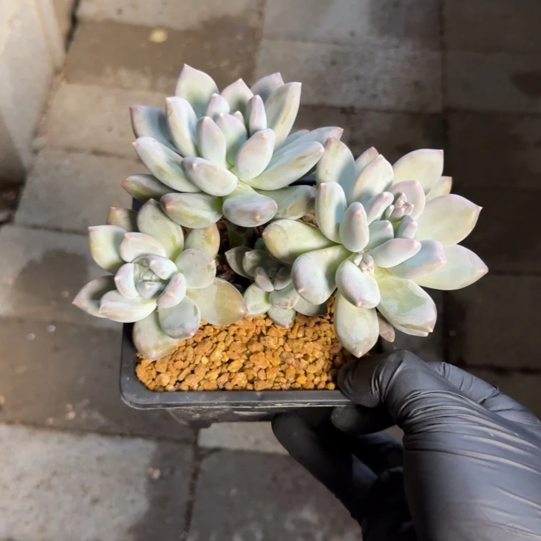 三色美人111111111111111111