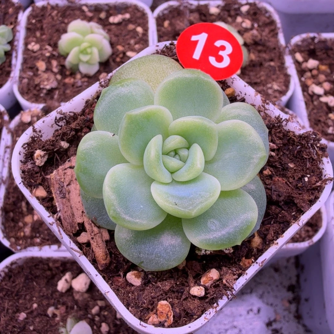 13号六百一物一拍