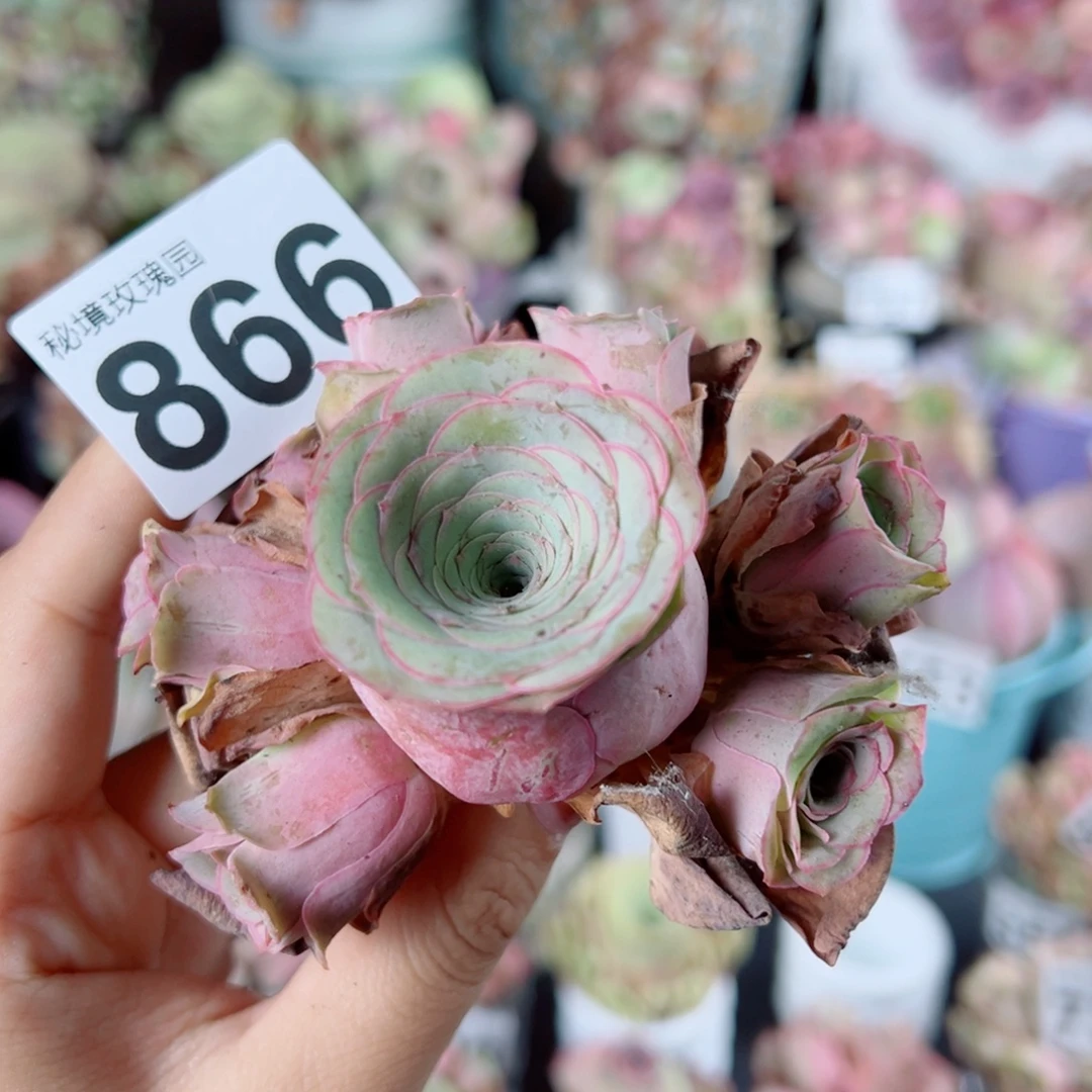 866边线粉玫瑰群。