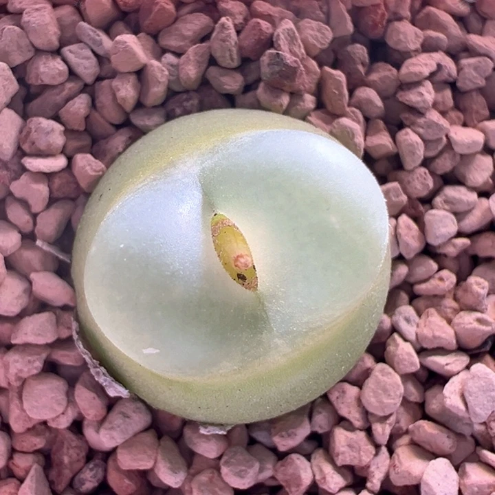 w10。拉登子日系啾啾窗全窗。