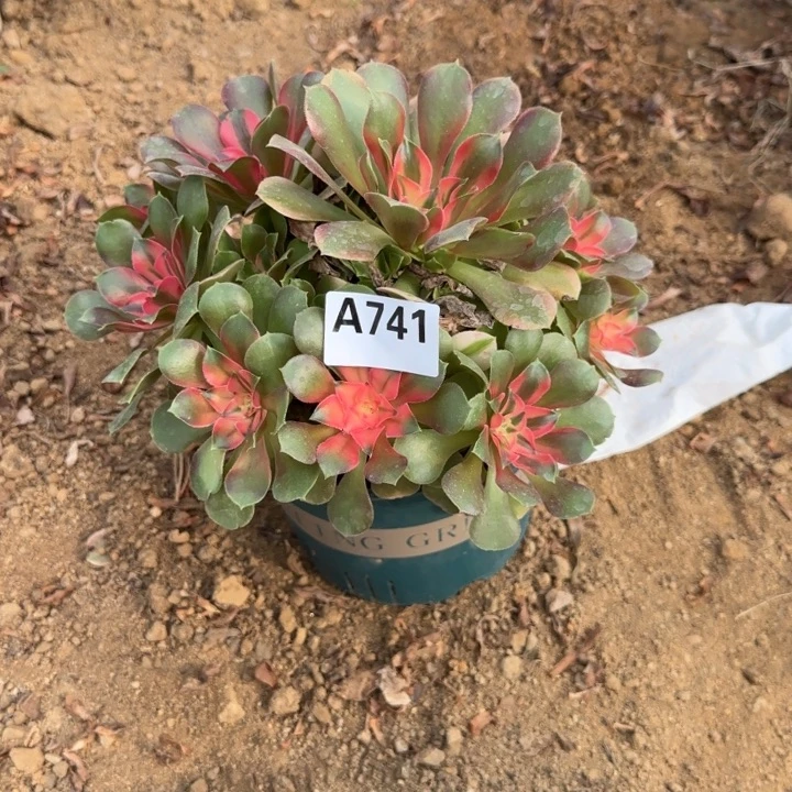 741 清棚处理不包断枝