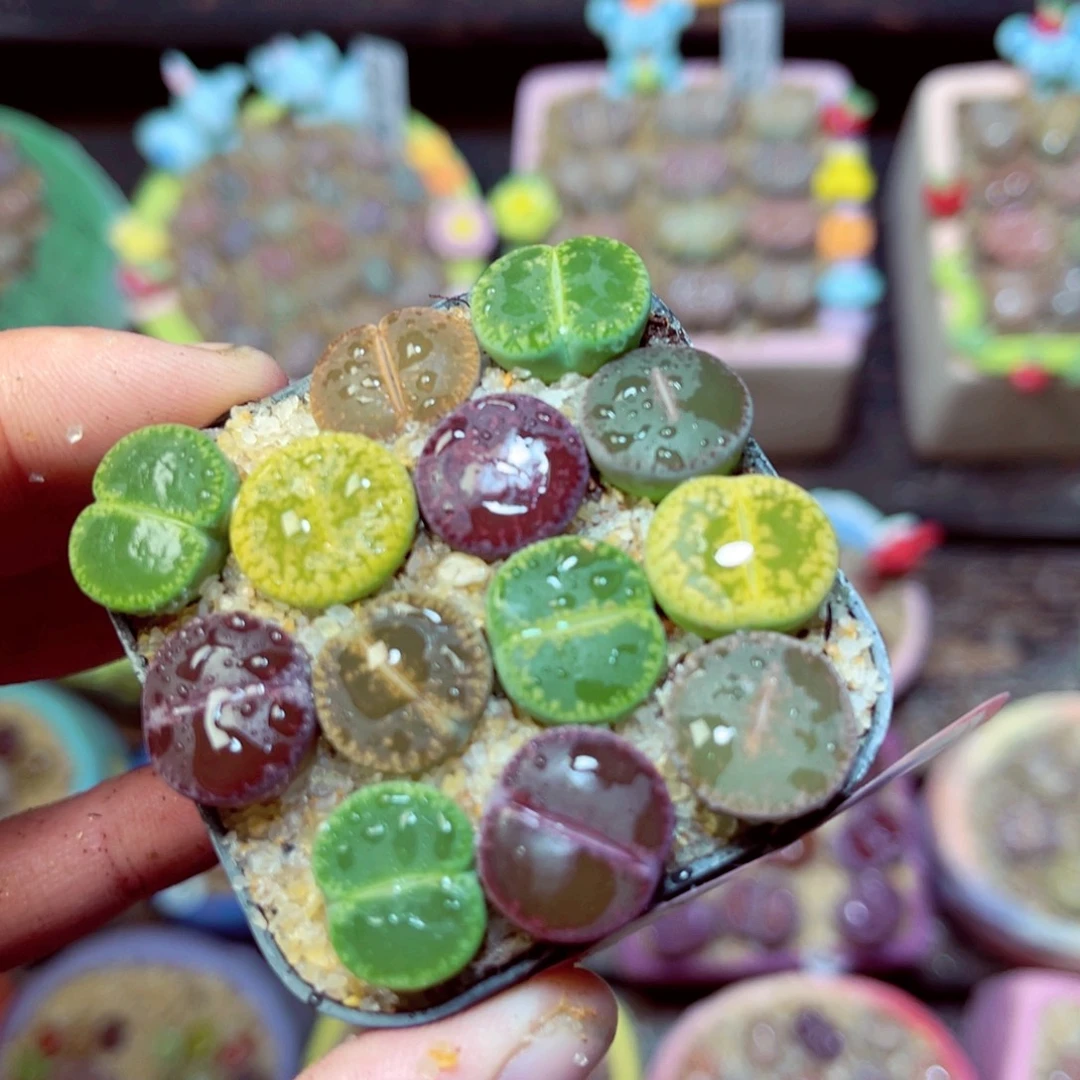 543生石花带盆发1