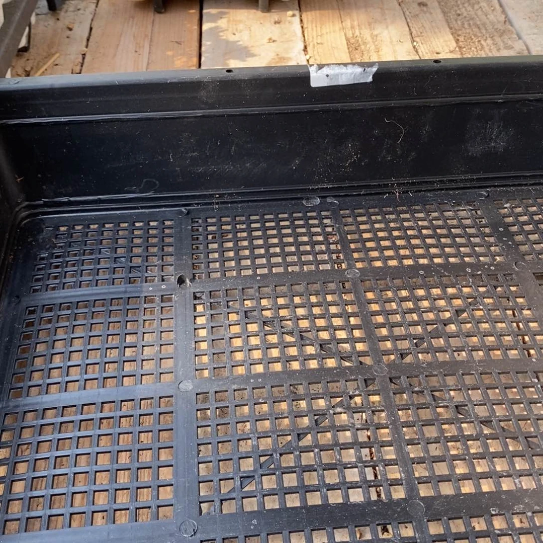 人**古枝干番杏蜜桔糖球寄养发货