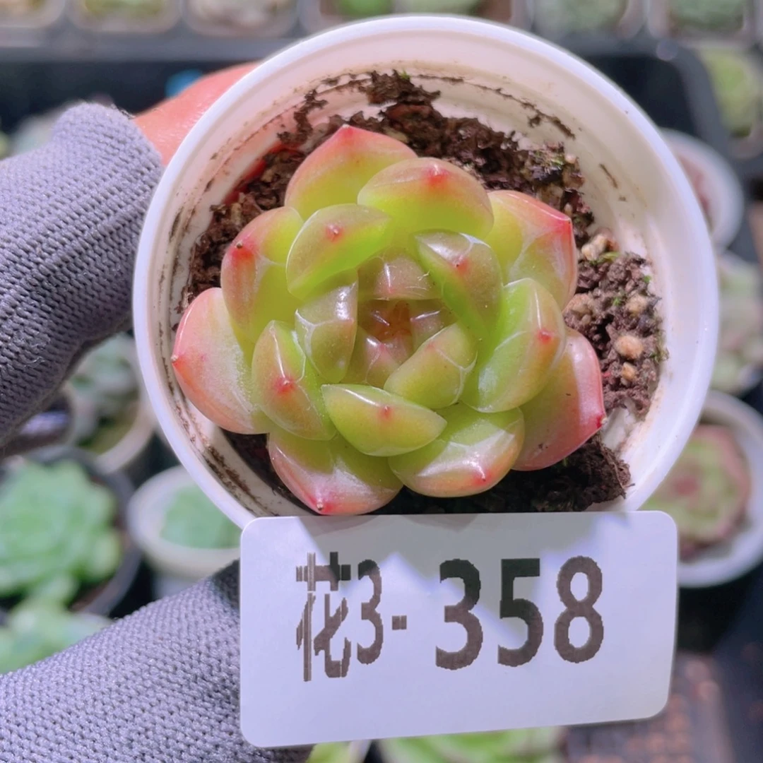 花利美3-358新品