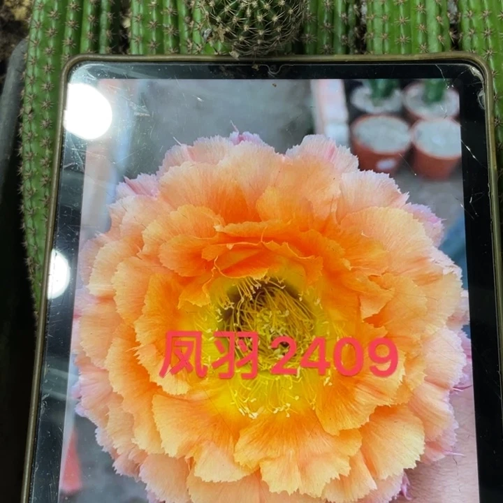 新品彩草凤羽2409侧芽一个