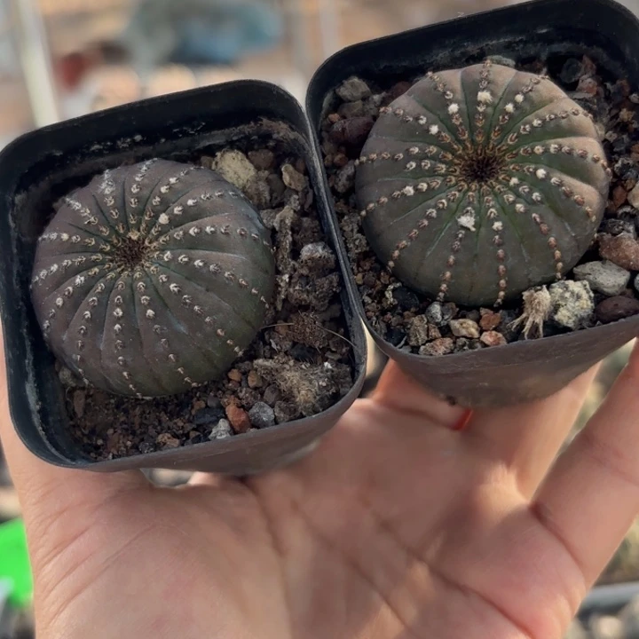 二个实生士童好养皮实