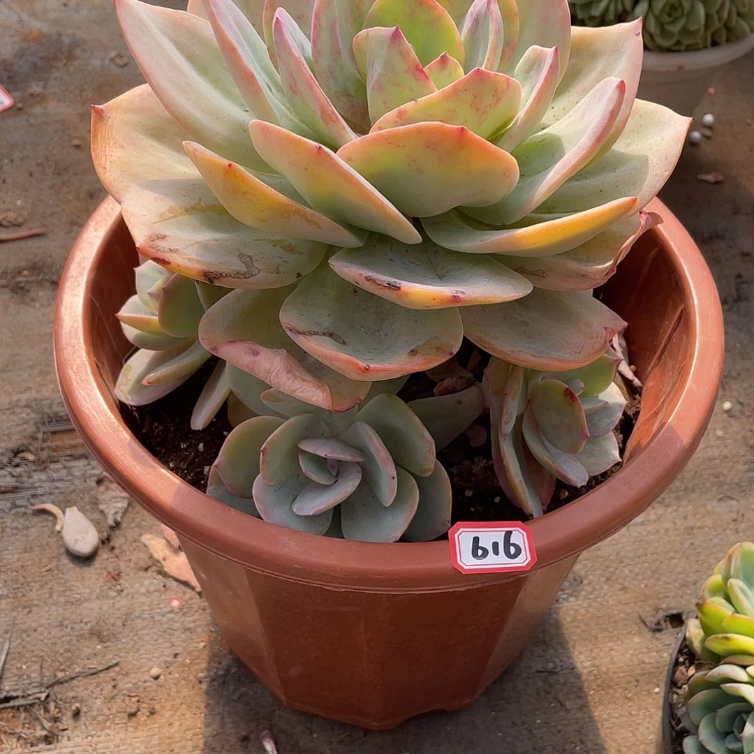 616凤 一物一拍多肉