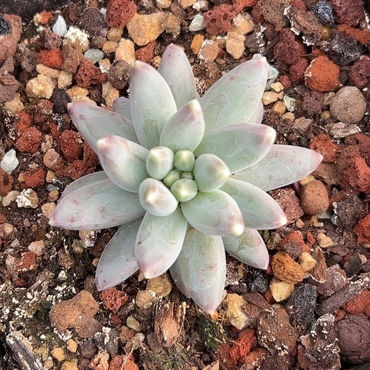 雪戴利个体美人特价一物一拍