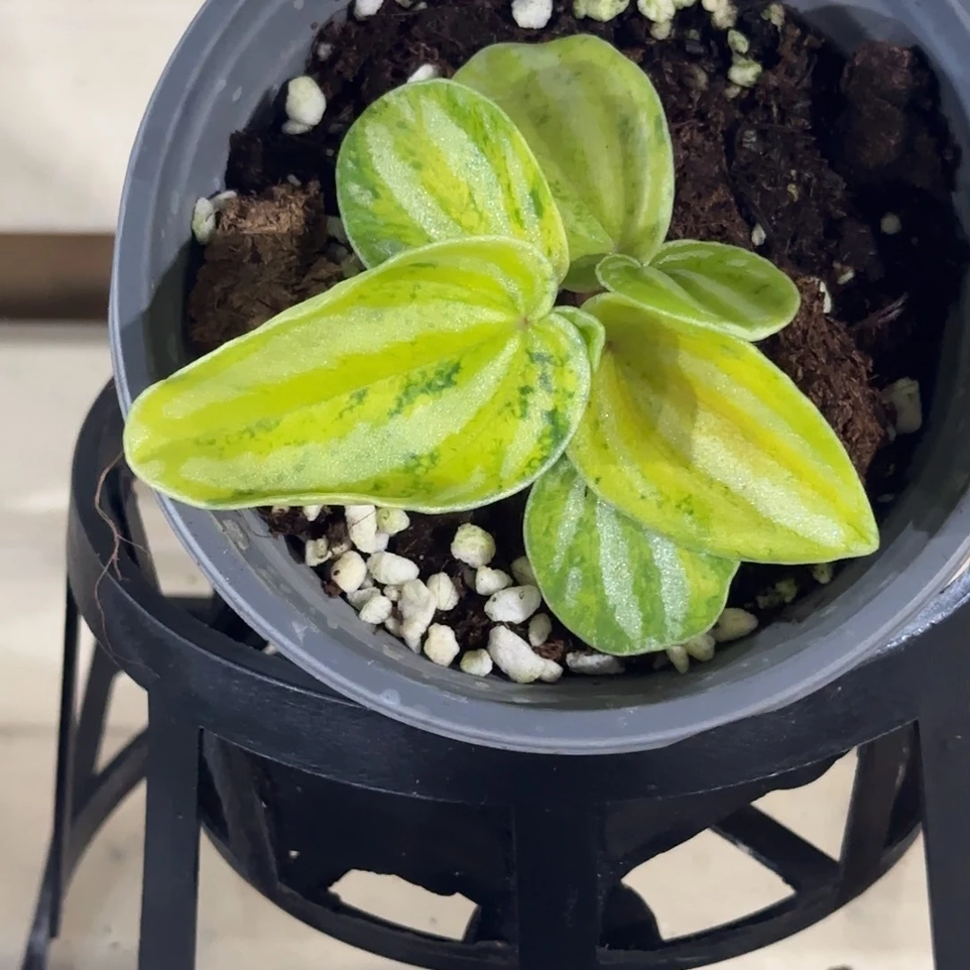 无花朵荧光西瓜焦草锦