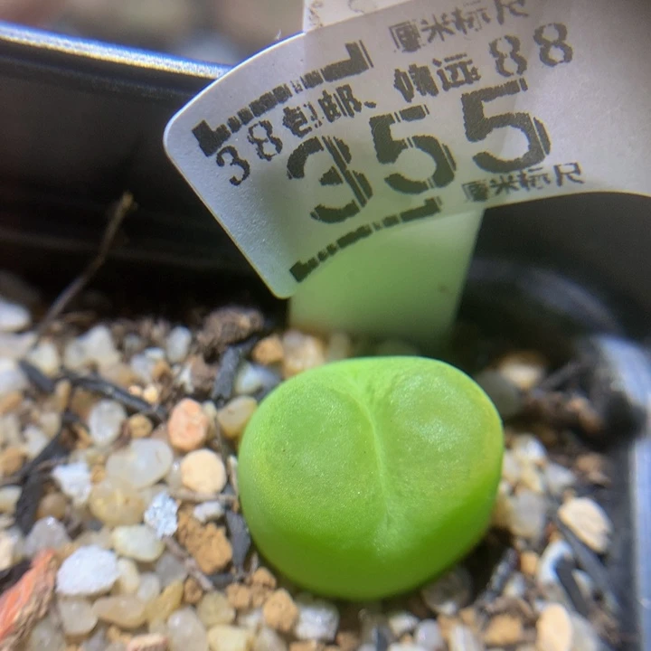zzzzz一物一拍355