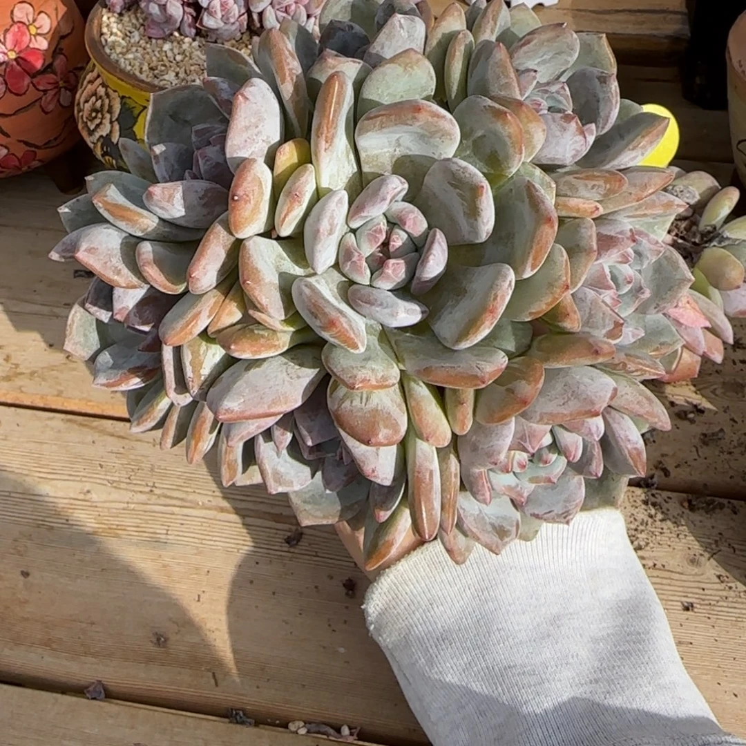 美***美美美突尼斯发货多肉