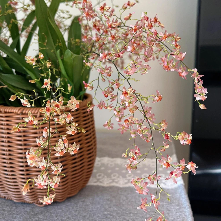 香槟色梦香兰3-5支（0度以下拍保温）室内阳台客厅桌面带香味文心兰