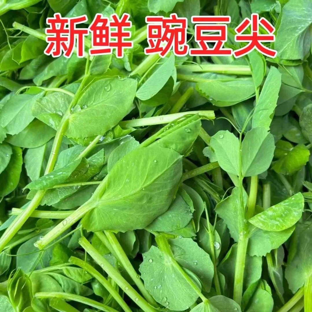 顺丰空运包邮贵州新鲜豌豆尖现摘现发