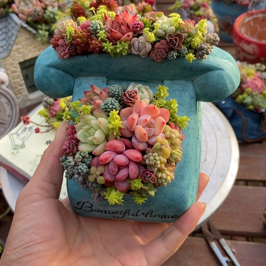 沙发套餐盆土肉好看的