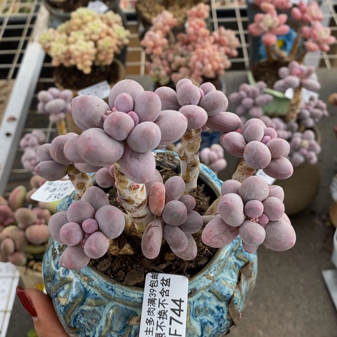 香水手指744/10c m