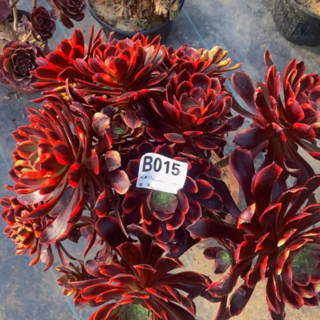 【闪购商品】美美015