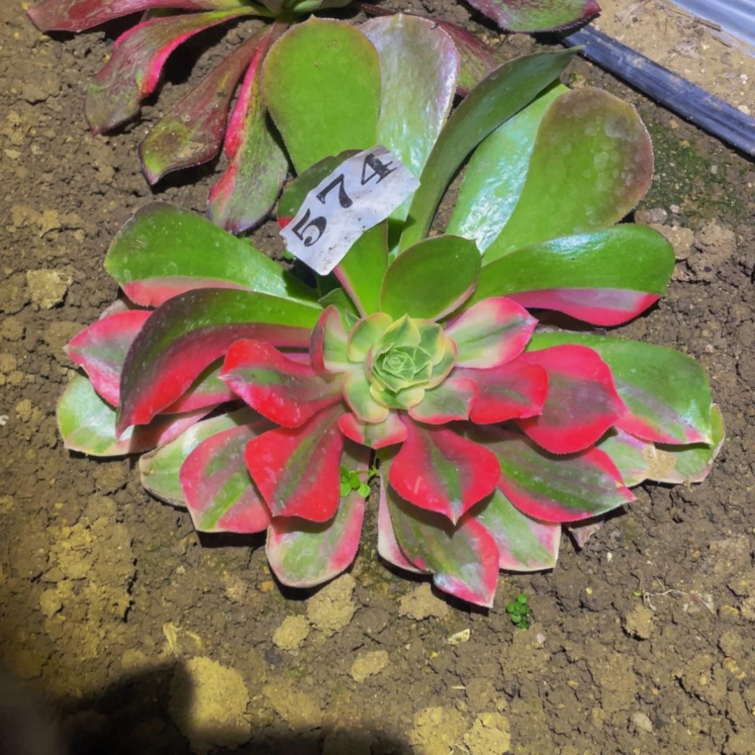 女妖花脸的润泽说574