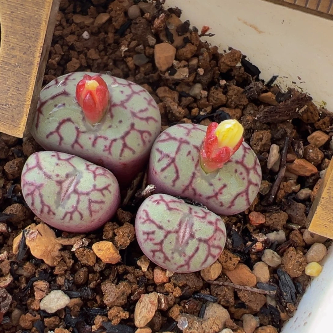 猴脸墨群多肉植物百科