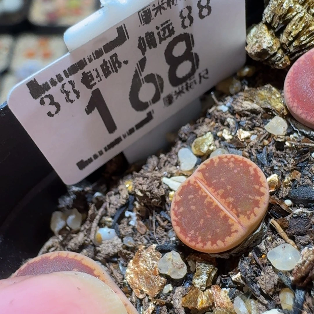 Ssss精品生石花168