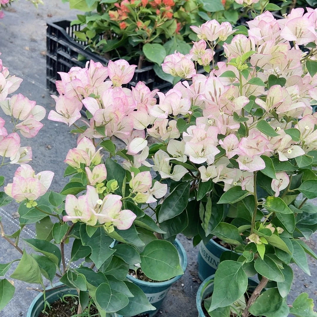 当前无花栽培后可以开花五宝掌中宝一棵
