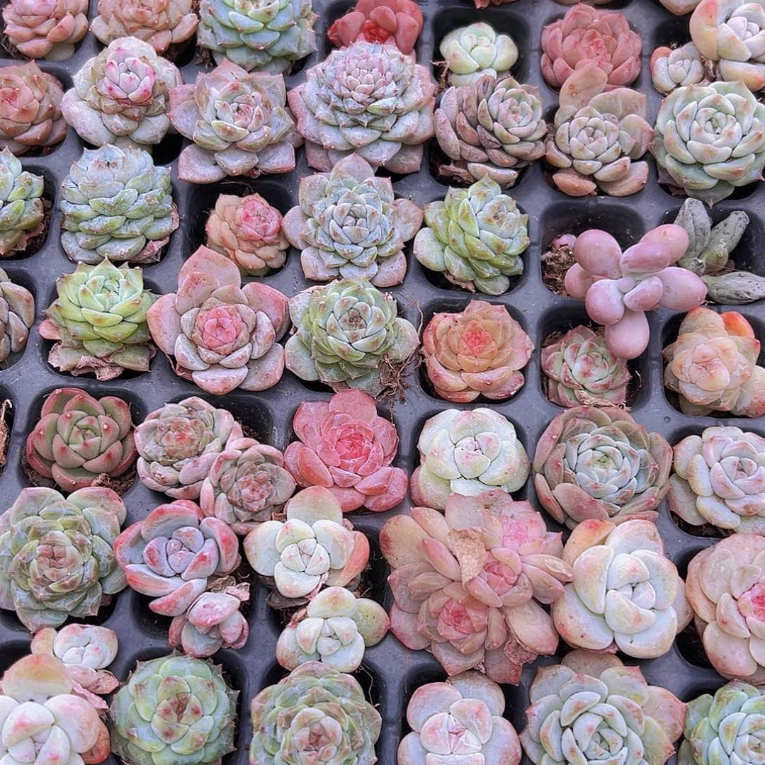 穴盘混64颗19包邮无售后