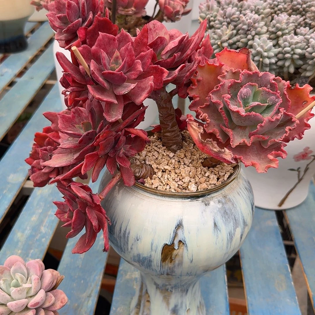 多肉植物不带盆发货