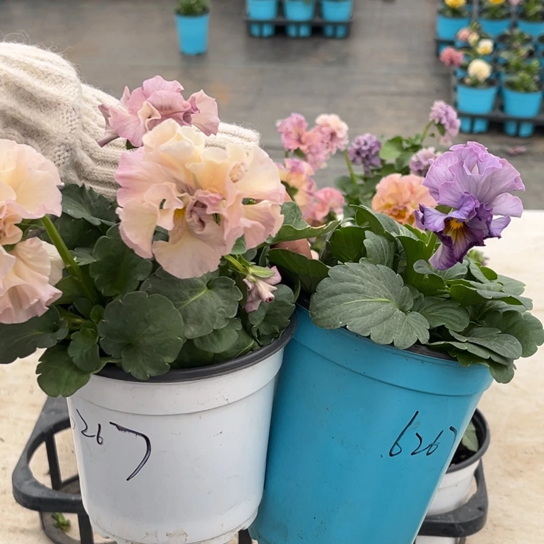 完全开放6267两盆