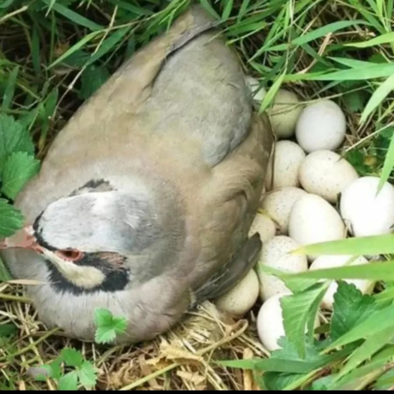 宠物石鸡宠物鸡包邮