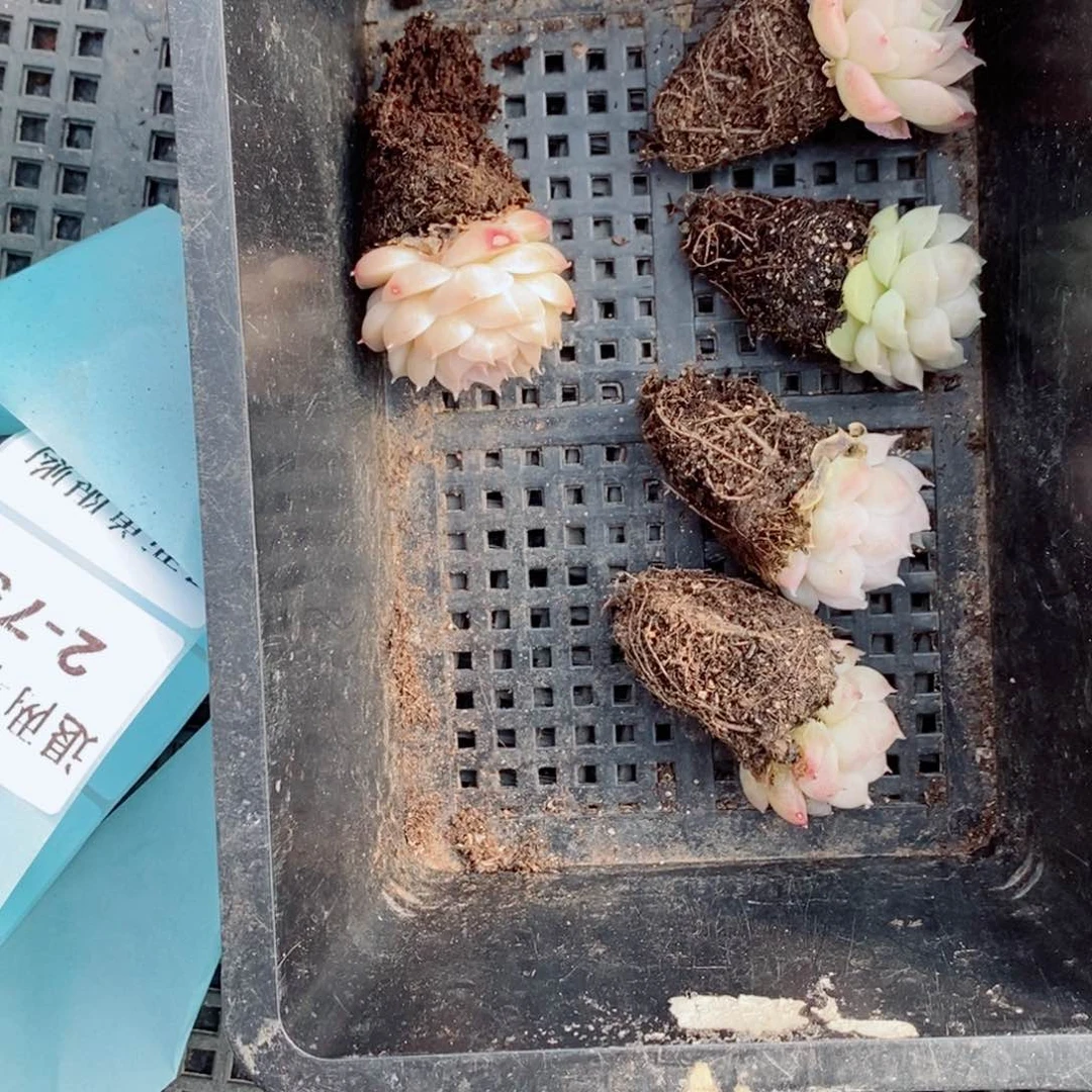 小*怪2-74多肉多肉多肉多肉多肉