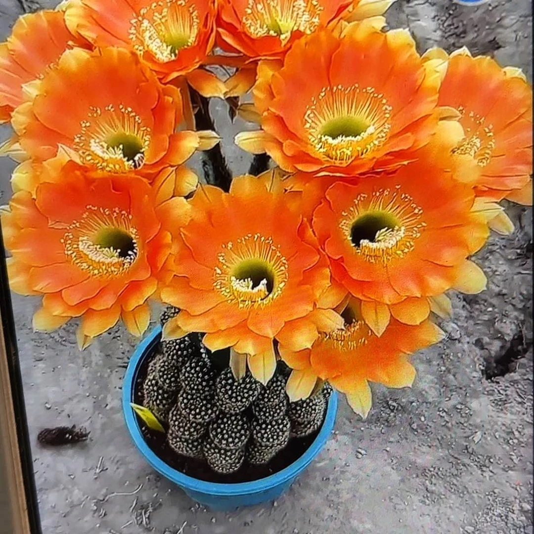 璞玉金刚侧牙20包邮南鹏