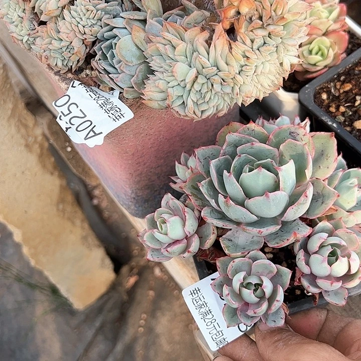 ①***贝幸运的是我的朋友们