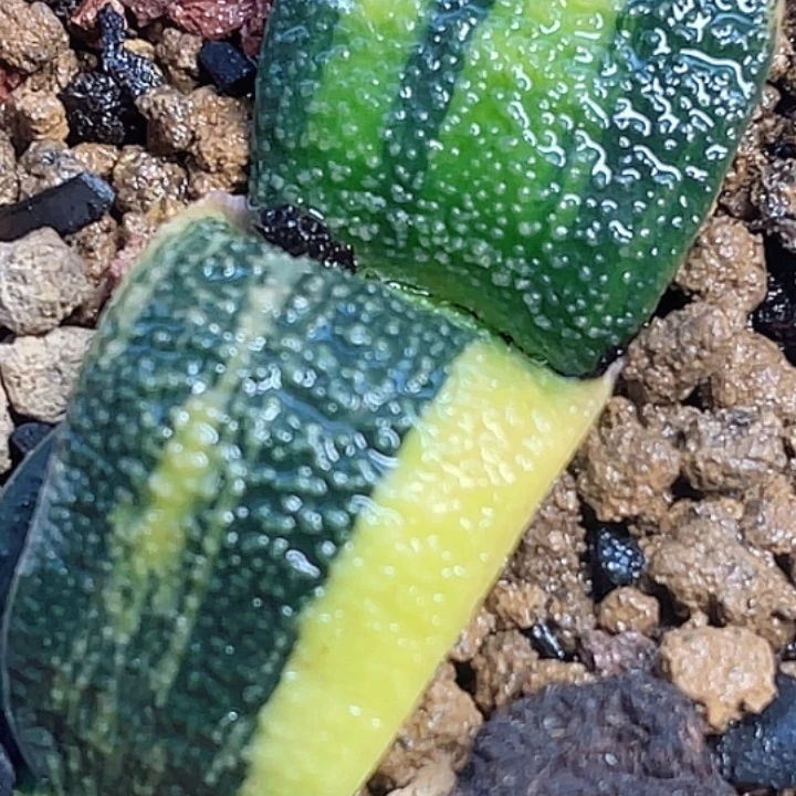 一物一拍竞拍福利拍