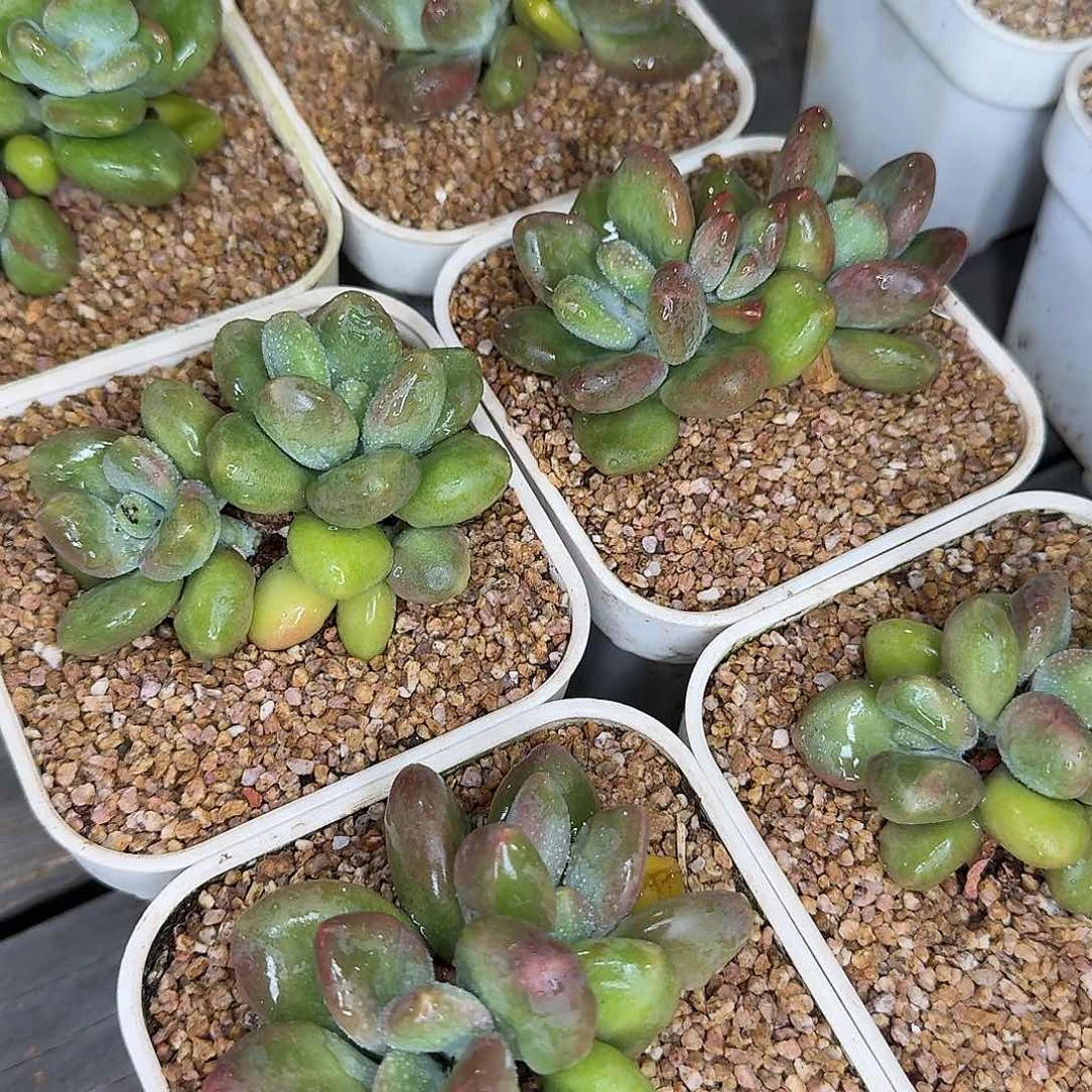 从前慢花园多肉芒果奶