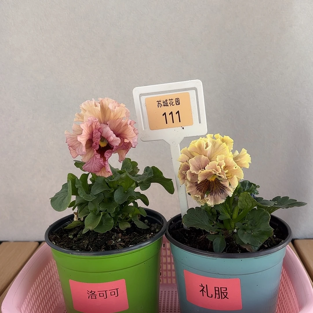 大部分开放少量花苞111