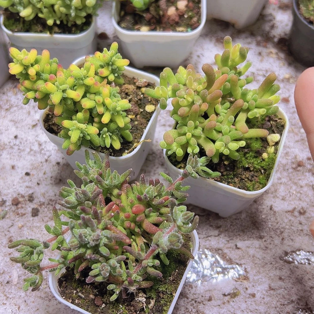糖球锦兔子锦狐狸3盆枝干