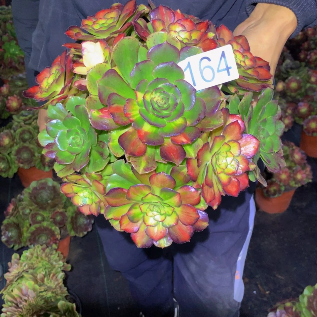 萌****法师多肉植物164海王七彩
