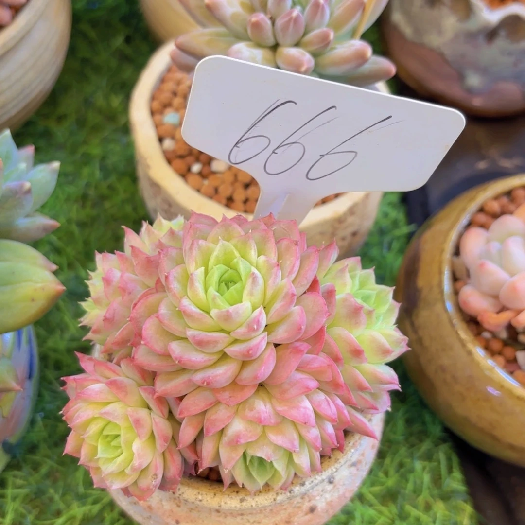 莲*我的小可爱们都好可爱