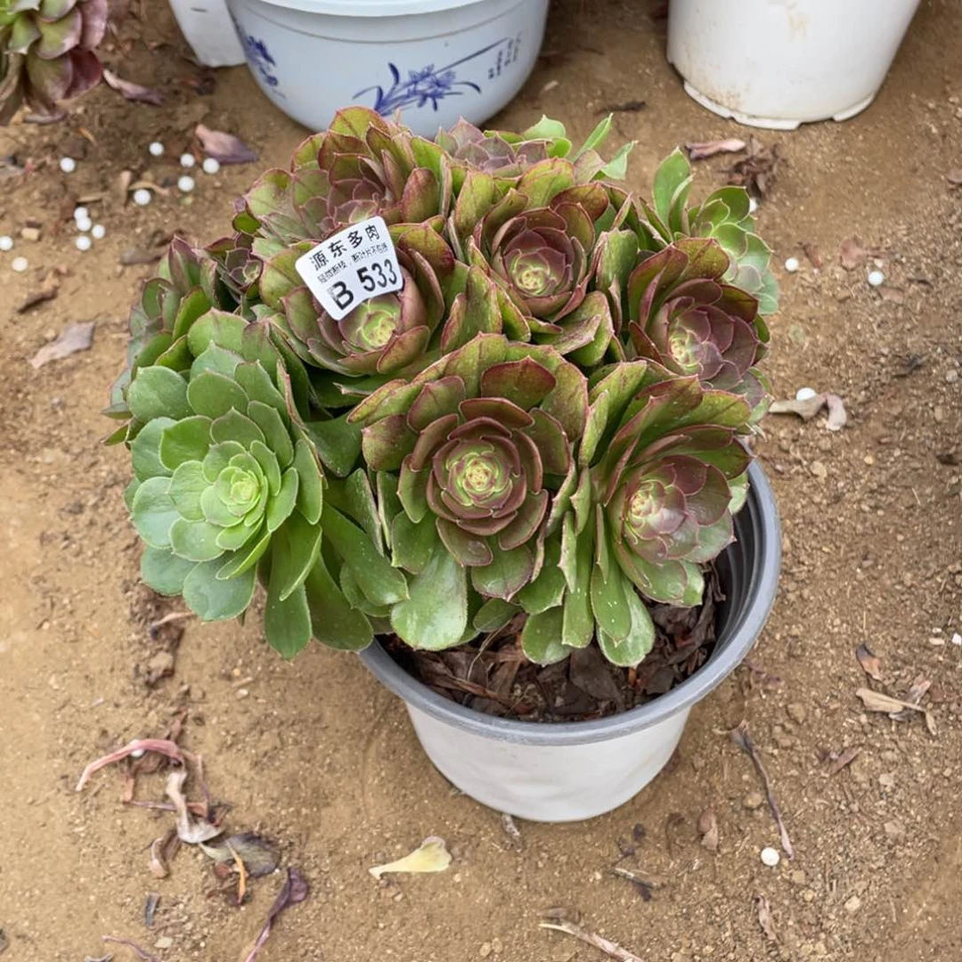 533万圣节多肉法师断枝不包