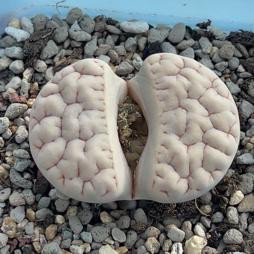 7309凹凸脑纹189一颗4.0